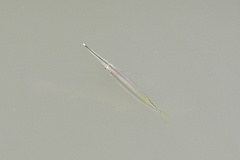 Zenarchopterus buffonis