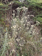 Pseudognaphalium semiamplexicaule