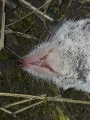 Crocidura leucodon
