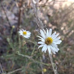 Symphyotrichum moranense