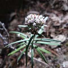 Gnaphaliothamnus salicifolius