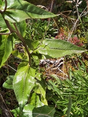 Senecio oerstedianus