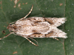 Lepidoptera