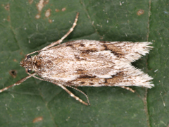 Lepidoptera