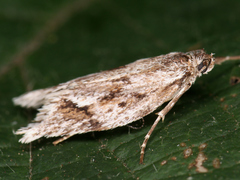 Lepidoptera