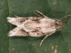 Lepidoptera