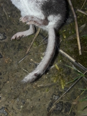 Crocidura leucodon