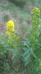 Solidago roanensis