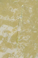 Zenarchopterus buffonis