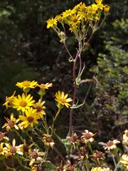 Senecio oerstedianus