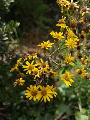 Senecio oerstedianus