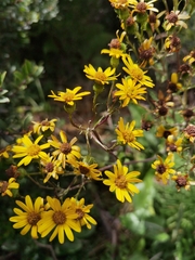 Senecio oerstedianus