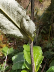 Senecio oerstedianus