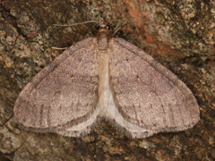 Lepidoptera