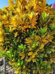 Codiaeum variegatum pictum