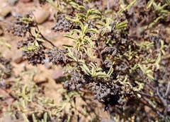 Hermannia holosericea