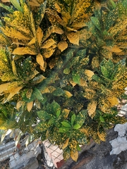 Codiaeum variegatum pictum