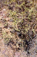 Hermannia holosericea