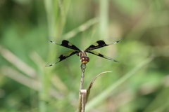 Palpopleura