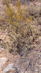 Hermannia holosericea