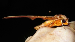 Protambulyx eurycles