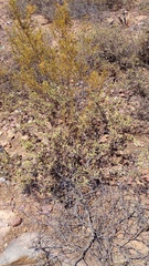 Hermannia holosericea