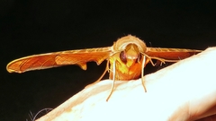 Protambulyx eurycles