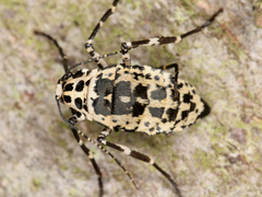 Erannis defoliaria