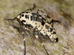 Erannis defoliaria