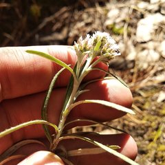 Gnaphaliothamnus salicifolius