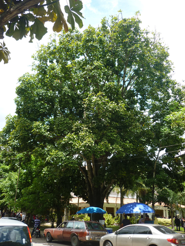 Pachira insignis, photograph 6
