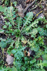 Calepina irregularis