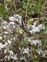 Cora pavonia