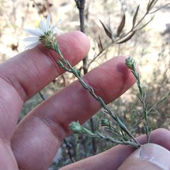 Symphyotrichum moranense