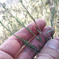Symphyotrichum moranense