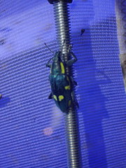 Polyclaeis longicornis