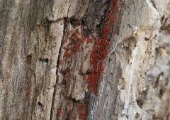 Hydropisphaera peziza