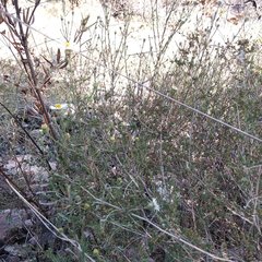 Symphyotrichum moranense