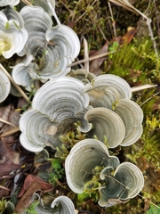 Cora pavonia