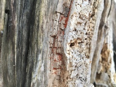 Hydropisphaera peziza