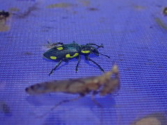 Polyclaeis longicornis