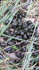 Capreolus