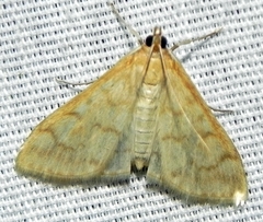 Hahncappsia pergilvalis