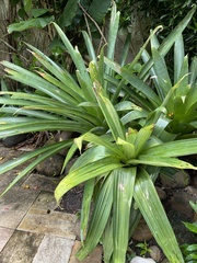 Alcantarea imperialis