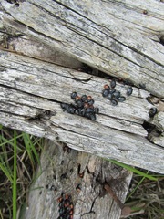 Sehirus cinctus albonotatus