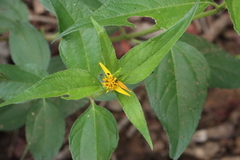 Aspilia mossambicensis