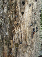 Sehirus cinctus albonotatus