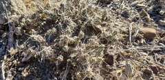 Grusonia