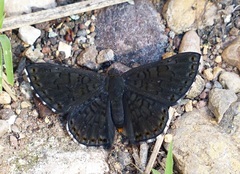 Exoplisia myrtis