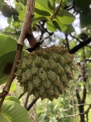Annona crassiflora
